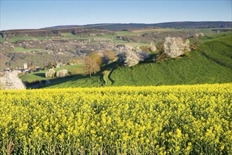 Landscape with yellow blooming raps field, agriculture in spring, countryside in Germany,