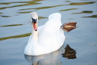 White swan is swimming, Moselle river in Germany, water birds, wildlife animals