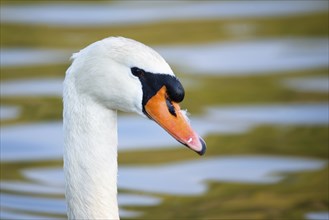 White swan is swimming, Moselle river in Germany, water birds, wildlife animals