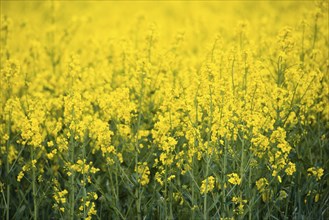 Landscape with yellow blooming raps field, agriculture in spring, countryside in Germany,