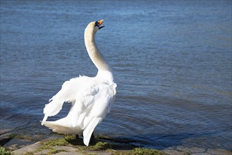 White swan flapping the wings, Moselle river in Germany, water birds, wildlife