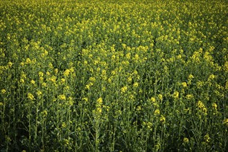 Landscape with yellow blooming raps field, agriculture in spring, countryside in Germany,