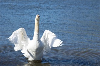 White swan flapping the wings, Moselle river in Germany, water birds, wildlife