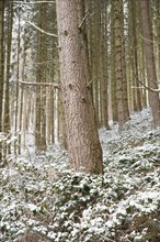 Forest covered in snow, trunks of fir trees, winter in Germany frosty scenery in wintertime,