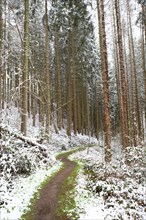 Forest covered in snow, trunks of fir trees, winter in Germany frosty scenery in wintertime,