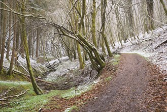 Forest covered in snow, trunks of fir trees, winter in Germany frosty scenery in wintertime,