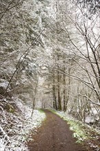 Forest covered in snow, trunks of fir trees, winter in Germany frosty scenery in wintertime,