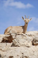 Steinbock in der Negev-Wüste in Mitzpe Ramon, Machtesh Ramon in Israel