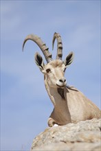 Steinbock in der Negev-Wüste in Mitzpe Ramon, Machtesh Ramon in Israel