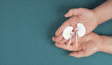 Hands holding a kidney, paper cut out, world kidney day, health problems, organ transplantation,