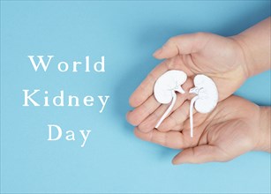 Hands holding a kidney, paper cut out, world kidney day, health problems, organ transplantation,