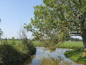 A calm river flows along a meadow over which a tree stretches its branches, Ditzum, rheiderland,