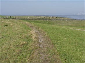 A dyke path leads past grazing cows to the sea under a blue sky, Ditzum, rheiderland, Lower Saxony,