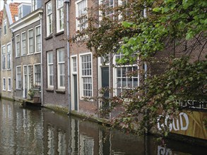 Quiet canal scene with typical Dutch houses and a decorative row of trees along the water, Delft,