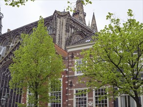 High gothic cathedral surrounded by brick houses and green trees in spring, Delft, Netherlands,