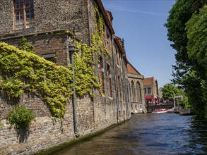 Old brick buildings along a canal, partly covered with ivy and clear sky in the background, Bruges,