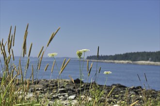 View Across Penobscot Bay seen through Queen-Anne's Lace (Daucus carota) (family Umbelliferae) and