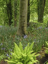 Large tree in forest surrounded by green ferns and other plants forming dense vegetation,