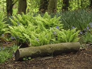 Fallen tree trunk in a forest, surrounded by green ferns and flowers on the forest floor,