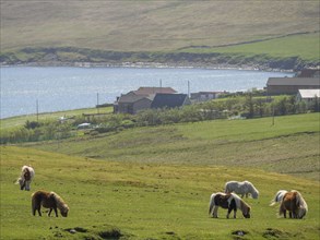 Ponies grazing in a green meadow with houses in the background and a view of the coast, lerwick,