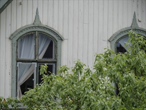 Two vintage windows of a white wooden house, surrounded by green leaves and curtains, haugesund,