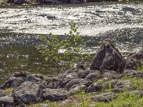 A bubbling river flowing through rocks, surrounded by green nature, Eidfjörd, Norway, Scandinavia,