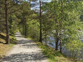 A hiking trail along a river, lined with green trees, Eidfjörd, Norway, Scandinavia, Europe