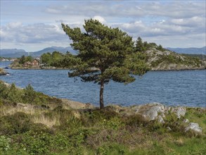 Single tree on a rocky coast with a view of the sea and an island under a slightly cloudy sky,