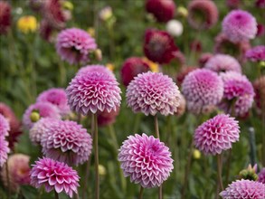 Pink dahlia blossoms in a flower field, sharp blossoms in the foreground on a blurred background,