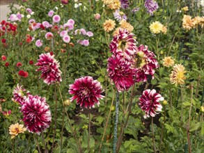 Rich variety of dahlias in different colours, which decorate a blooming, summery garden, Legden,