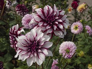 Several dahlia flowers, which stand out due to their violet-white colours, in the garden, Legden,