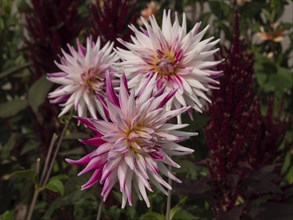 Three white-pink speckled dahlia blossoms in front of dark red leaves in the background, Legden,