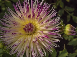 Close-up of a blooming purple and yellow dahlia in the garden, Legden, Münsterland, North