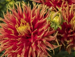 Close-up of a red dahlia with yellow tips and green buds, Legden, Münsterland, North