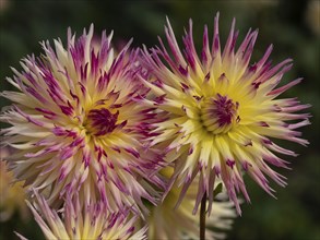 Two dahlia flowers in yellow with purple tips in a garden, Legden, Münsterland, North