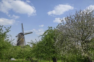 Windmill stands behind flowering trees and green gardens with picnic tables under a clear sky,