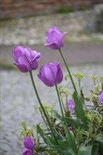 Close-up of purple tulip flowers with green leaves blooming in spring, Bredevoort, gelderlande, the