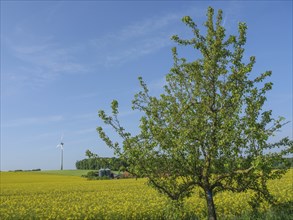 A tree in the foreground next to flowering fields and wind turbines in the distance under a sunny