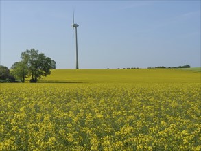 A wind turbine stands out above wide, yellow flowering fields with a single tree in the foreground,