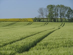 Extensive green fields with tractor tracks, in the background single trees, the landscape is quiet