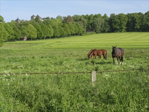 Two horses in a spacious pasture against a background of green fields and trees, Billerbeck,