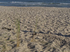 Close-up of beach grass in the sand with a view of the gentle sea, Binz, Rügen, Germany, Europe