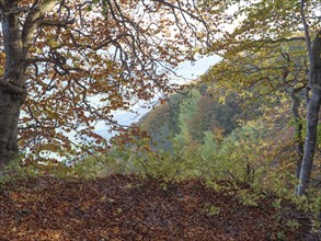 Autumnal forest with colourful foliage and view of the landscape below, Binz, Rügen, Germany,