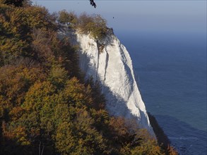 Cliff with autumnal trees and a view of the blue sea and clear sky, Binz, Rügen, Germany, Europe