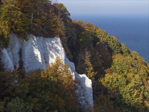 Autumn trees on white cliffs with a view of the deep blue sea, Binz, Rügen, Germany, Europe