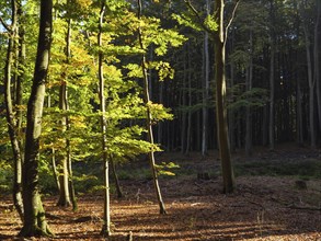 Autumn forest scene with trees and sunlight falling through the leaves, Binz, Rügen, Germany,