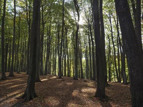 Forest with tall trees and sun-drenched clearings, autumnal atmosphere, Binz, Rügen, Germany,