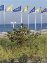 Small pine tree and flags in the dunes on the beach with a view of the sea, Binz, Rügen, Germany,