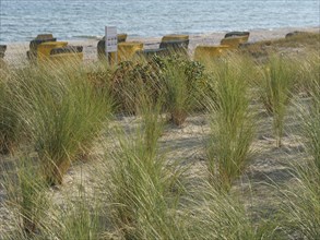 Long grasses in the sand dunes on the beach with the sea in the background, Binz, Rügen, Germany,