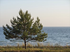 Single tree on the beach with a wide view of the blue sea, Binz, Rügen, Germany, Europe